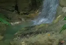 PERLIS FOREST DOCUMENTARY
